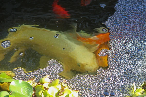 gold red and white koi fish swimming under bubbles