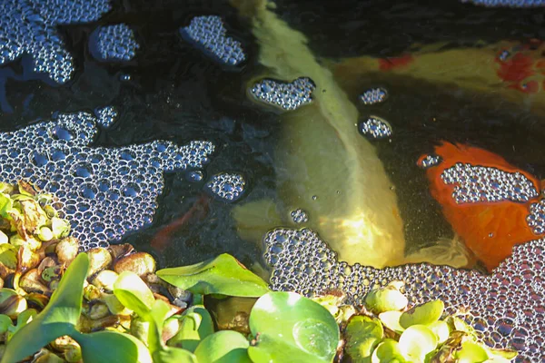 Guld röd och vit koi fisk simmar under bubblor och blad — Stockfoto