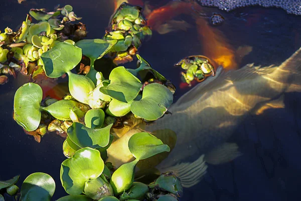 Guld röd och vit koi fisk simmar under blad — Stockfoto