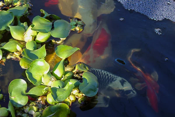 koi fish in mutiple colors swimming under leaves