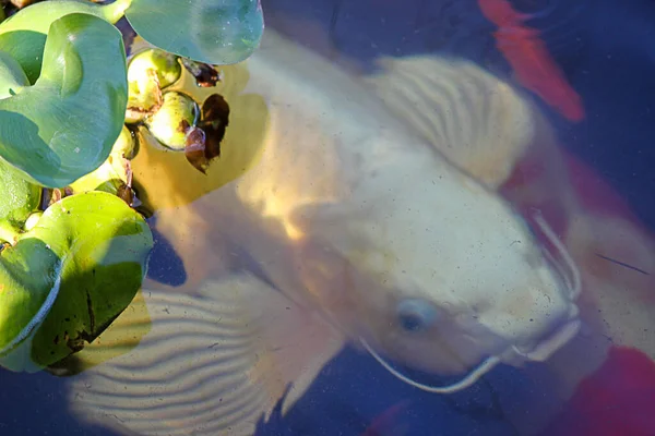 white and black koi fish at pond surface