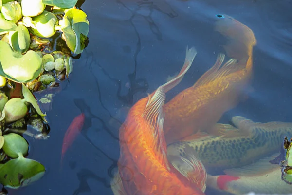 swimming orange koi fish in backyard pond