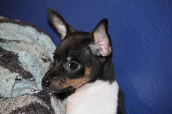 A tiny little rat terrier puppy on a blue cushion — Stock Photo, Image