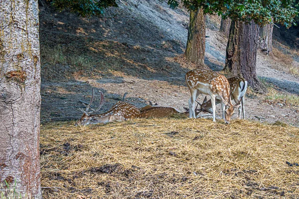 Ciervos escuchados juntos en el área silvestre con hierba y árboles —  Fotos de Stock