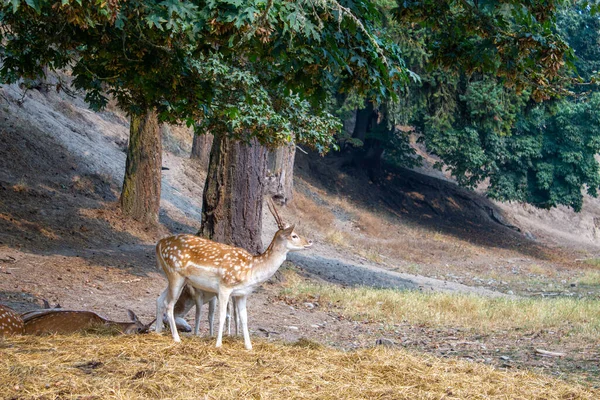 Ciervos escuchados juntos en el área silvestre con hierba y árboles — Foto de Stock