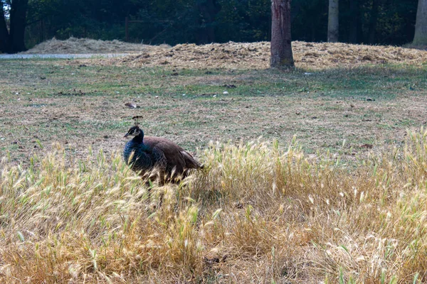 Pfauenweibchen sitzt im langen Sommergras — Stockfoto