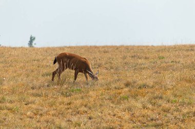 Genç dişi geyik çayırlarda ve kır çiçeklerinde otlayıp dinleniyor.