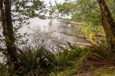 Washington Ormanı 'nda ağaçlar ve dağ kenarları var.