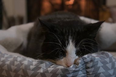 Kedi yatağında uyuyan küçük siyah beyaz kedi.