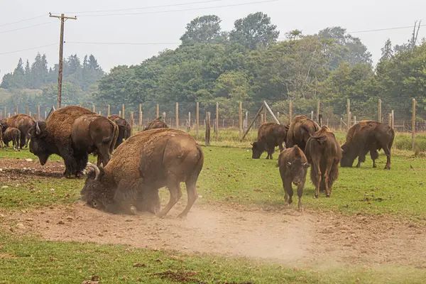 Manada de búfalos juntos em grupo na grama verde — Fotografia de Stock