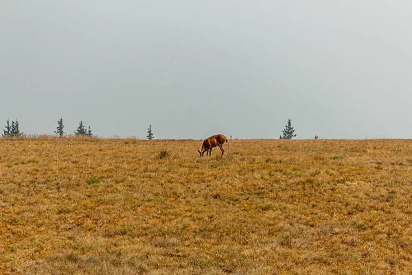 Молодая самка оленя пасущаяся и отдыхающая на лугу и полевые цветы — стоковое фото