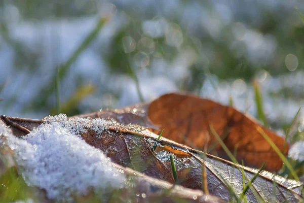 Pokrywa śnieżna brązowy liść wczesną zimą — Zdjęcie stockowe