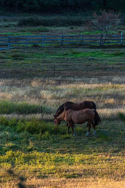 Paarden zwerven rond op een ranch en grazen in de schemering — Stockfoto