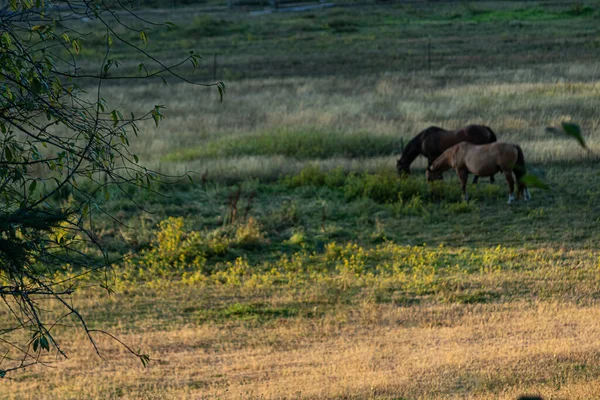 Pferde, die in der Dämmerung auf einer Ranch umherstreifen und grasen — Stockfoto