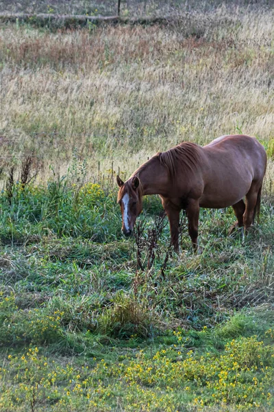 Pferde, die in der Dämmerung auf einer Ranch umherstreifen und grasen — Stockfoto