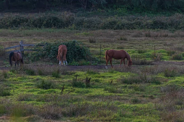 Cavalos vagando em torno de um rancho e pastando ao entardecer — Fotografia de Stock