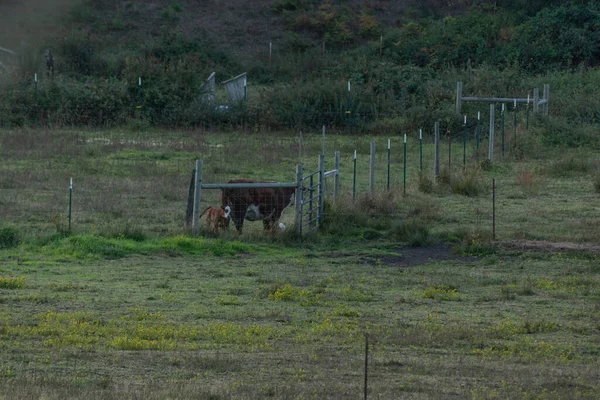 Una mucca in piedi accanto a una recinzione di filo in campo verde — Foto Stock