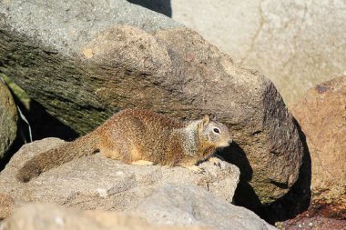 Kıyı şeridi ve su yakınlarındaki kayalıklarda yer sincabı