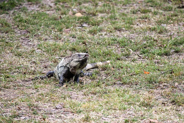Uma iguana cinzenta rastejando através da grama — Fotografia de Stock