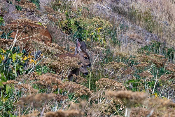 Twee lieve hoofden gluren uit het gebladerte — Stockfoto