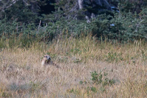 Caminhada marmota que põe na grama marrom alta na montanha — Fotografia de Stock
