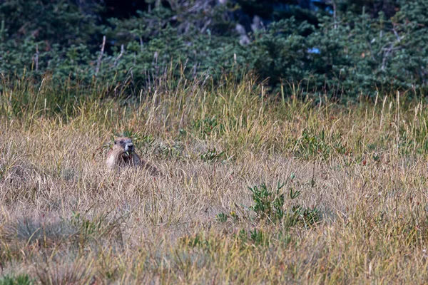 Andar marmota que coloca na grama marrom alta — Fotografia de Stock