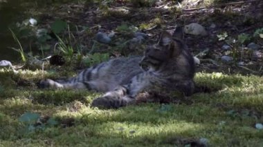 Gri çizgili kedi ön bahçede çimenlikte.