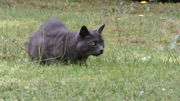 Flaco gris pelo corto gato callejero fuera masticando en hierba — Vídeos de Stock