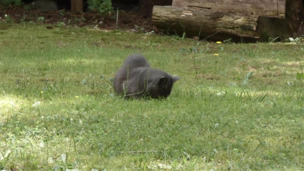 Flaco gris pelo corto gato callejero fuera masticando en hierba — Vídeos de Stock