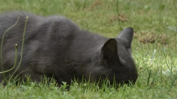 Dünne graue kurzhaarige streunende Katze draußen, die auf Gras kaut — Stockvideo