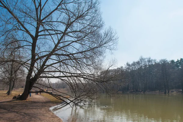 Winterpark mit Fluss, Bäumen und Eis — Stockfoto