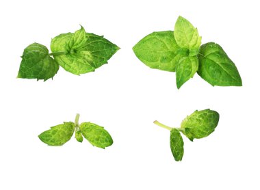 Beyaz bir arka plan üzerinde izole nane yaprağı