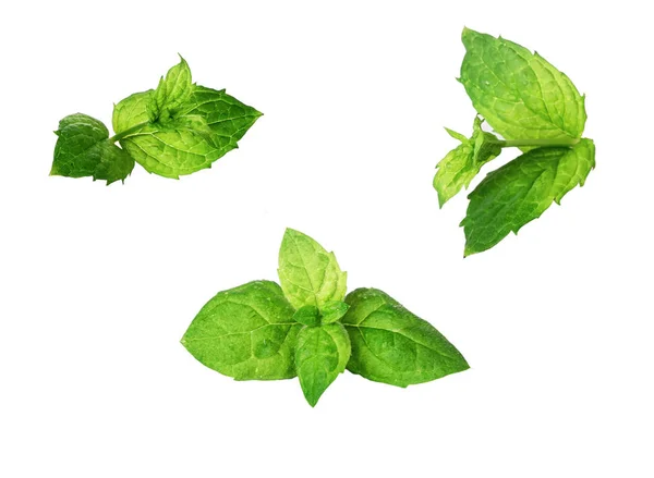 Mint Leaf Isolated White Background — Stock Photo, Image
