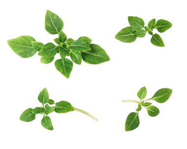 Beyaz arka planda izole taze fesleğen