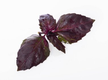 Taze kırmızı fesleğen yaprakları, su damlaları ve beyaz arka planda izole edilmiş yansıma.