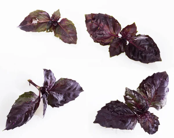 Taze kırmızı fesleğen yaprakları, su damlaları ve beyaz arka planda izole edilmiş yansıma.