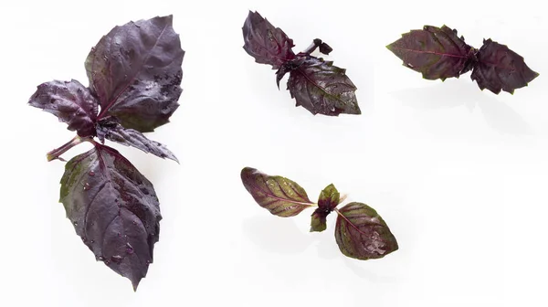 Taze kırmızı fesleğen yaprakları, su damlaları ve beyaz arka planda izole edilmiş yansıma.