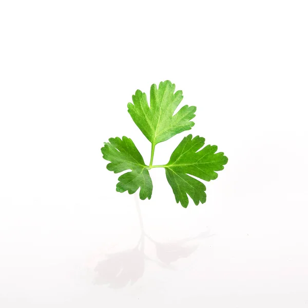 Leaf Fresh Parsley Isolated White Background — Stock Photo, Image