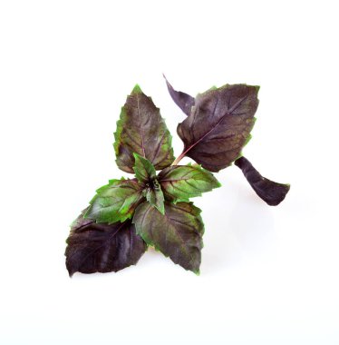 Taze kırmızı fesleğen yaprakları, su damlaları ve beyaz arka planda izole edilmiş yansıma.