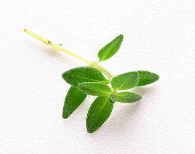 beyaz arkaplanda izole edilmiş kekik filizleri