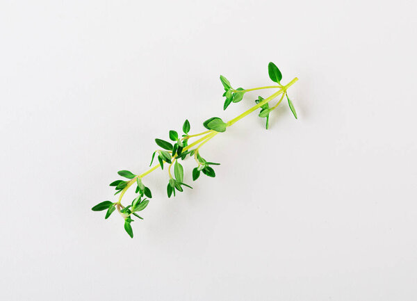 sprig of thyme isolated on white background