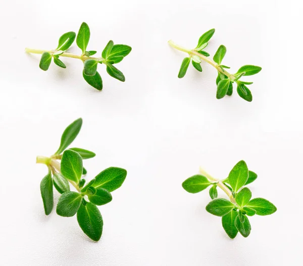 beyaz arkaplanda izole edilmiş kekik filizleri