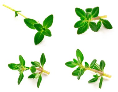 beyaz arkaplanda izole edilmiş kekik filizleri