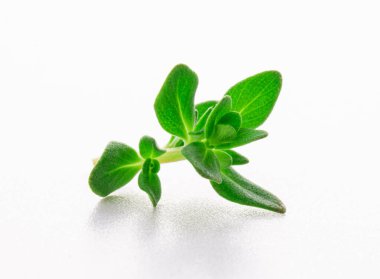 beyaz arkaplanda izole edilmiş kekik filizleri