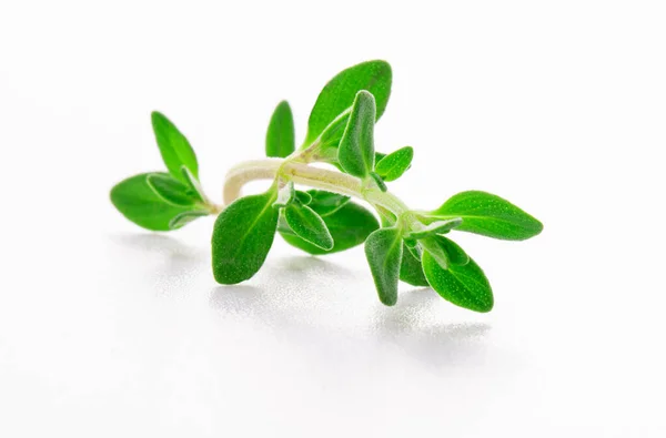 Thyme Sprig Isolado Fundo Branco — Fotografia de Stock