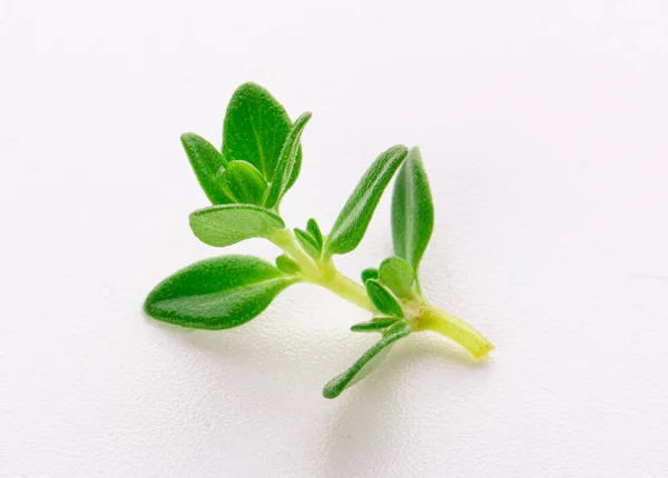 배경에 Thyme Sprig — 스톡 사진