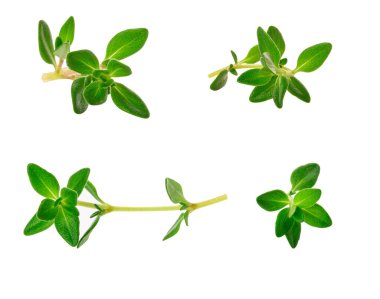 beyaz arkaplanda izole edilmiş kekik filizleri