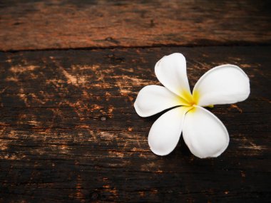 Ahşap tahta üzerinde beyaz plumeria çiçek