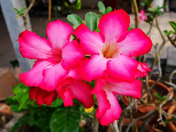 분홍색 임 팔 라의 꽃 화분에 — 스톡 사진