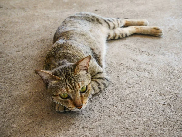 Kedi oynama ve katta uyuyan